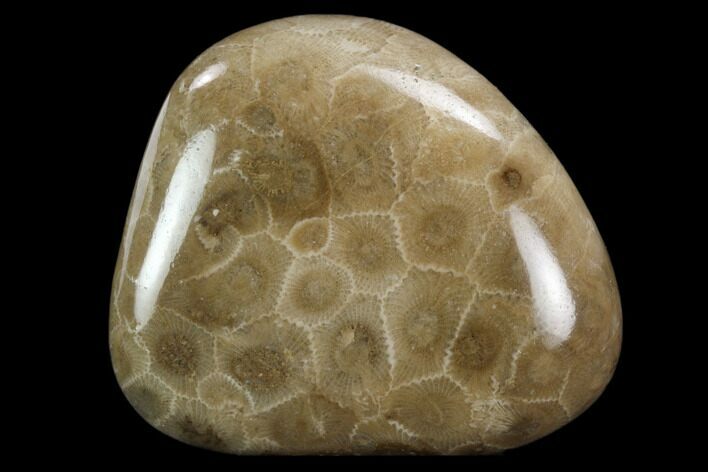 2.4" Polished "Petoskey Stone" (Fossil Coral) - Michigan